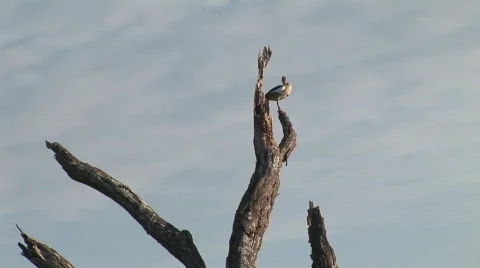 African duck in tree Stock Footage 636114