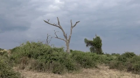 African Ducks Perched High In A Tree Stock Footage 83064533