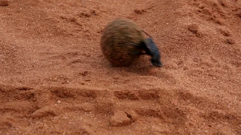 African Dung Beetle Vidéo 5618520