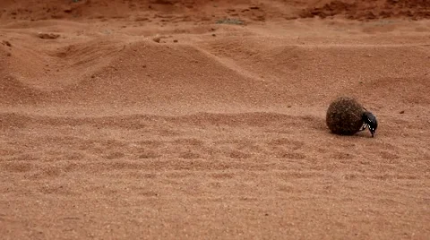 African Dung Beetle Vidéo 5618862