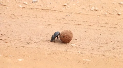 African Dung Beetle Stock Footage 53575536