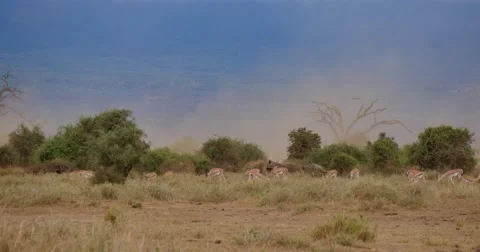 African Dust Storm Stock Footage 60377660