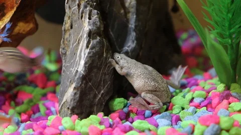 African Dwarf Frog leaning against a rock in community fish tank, with Video stock 110844375