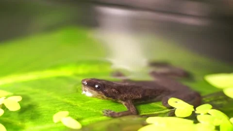 African Dwarf Frog Sitting on Leaf at Surface 库存影片 165134349