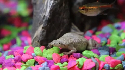 African Dwarf Frog sitting quietly in community fish tank, with tropical Video stock 110820951