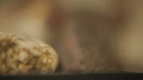 African Dwarf Frogs Close up 스톡 동영상 10721177