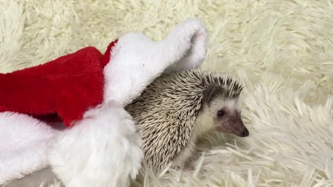 African dwarf hedgehog and red Santa hat. Christmas animals. Stock Footage 157623455