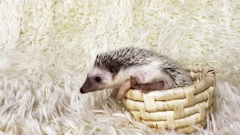 African dwarf hedgehog in basket. Stock Footage 157392869
