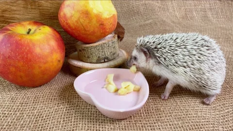 African dwarf hedgehog eating red apple Stock Footage 157496917