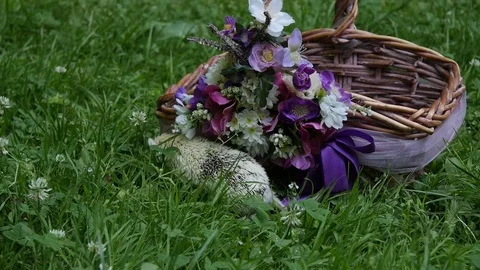 African Dwarf Hedgehog. Hedgehog in the grass. Stock Footage 77433954