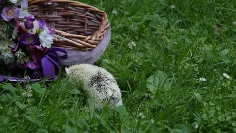 African Dwarf Hedgehog. Hedgehog in the grass. Stock Footage 77433955