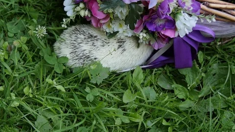 African Dwarf Hedgehog. Hedgehog in the grass. Stock Footage 77433989