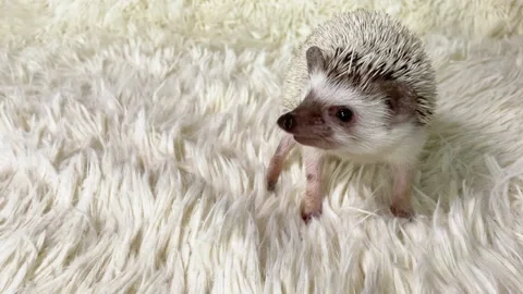 African dwarf hedgehog on white  background Video stock 157907076