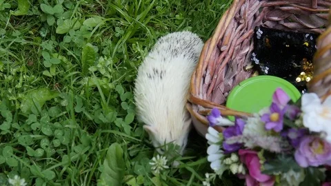 African Dwarf Hedgehog.White Hedgehog. Stock Footage 77433964