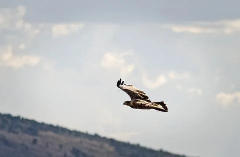 African eagle, bird of kenya Stock Photos