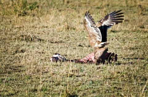 African eagle, bird of kenya Stock Photos