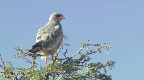 An African eagle Stock Footage 16526110