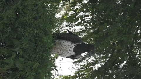 African Eagle Vídeos de archivo 234678917