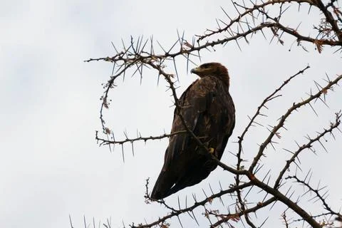African eagle perched on a tree branch 스톡 사진