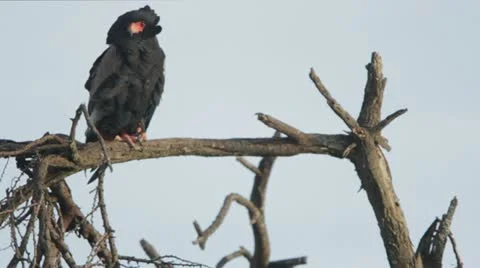 African Eagle scanning for prey Video stock 11140412