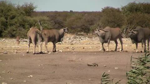 African Eland Stock Footage 12164059
