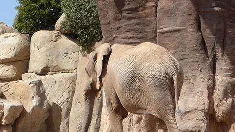 African elefant next to a baobab Stock Footage 89084193