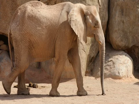 African elephant 1 Stock Footage 80851584