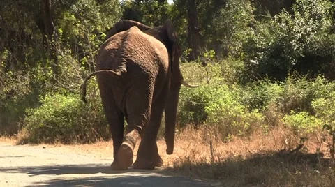 African elephant 2 Stock Footage 8623147