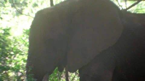 African Elephant 2 库存影片 28498344