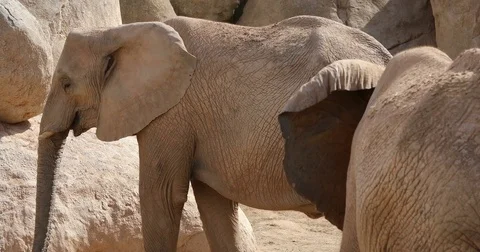 African elephant 3 Stock Footage 80597445