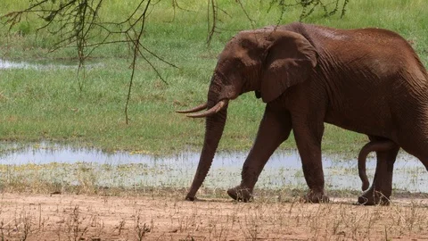 African Elephant alone Stock Footage 125409826