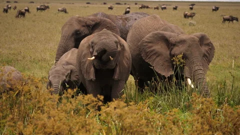 African elephant, big Herd drinking, Background Wildebeest grassing Video stock 146960443