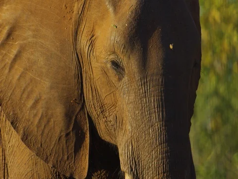 African Elephant blinking panning up Stock Footage 72051711