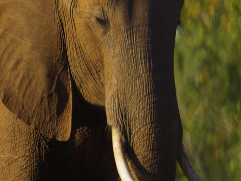 African Elephant blinking in sunlight Stock Footage 72047297