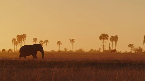 African Elephant in Botswana Stock Footage 186943637