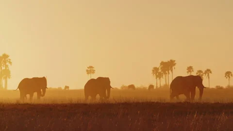 African Elephant in Botswana Stock Footage 186943645