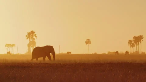 African Elephant in Botswana Stock Footage 186943674