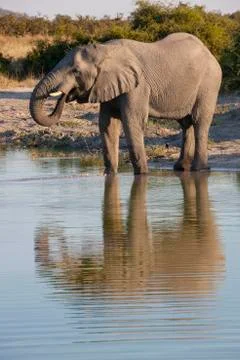 African Elephant - Botswana Stock Photos