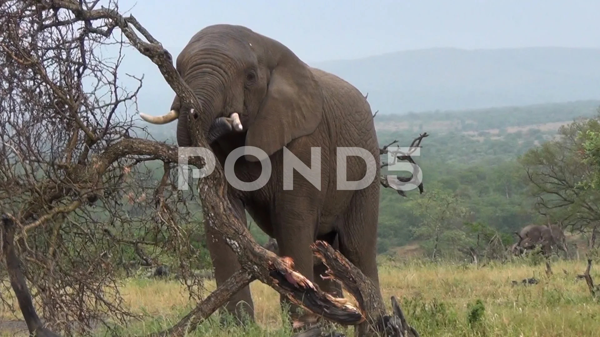African Elephant breaks dead tree. | Stock Video | Pond5