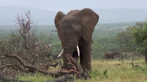 African Elephant breaks dead tree. Vídeos de archivo 71323879