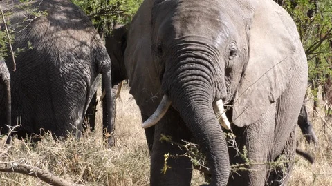 African Elephant Bull close to the camera, Serengeti Stock Footage 125516632