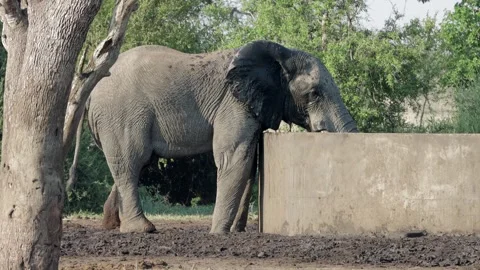African elephant bull cools down with reservoir water Stock Footage 306964502