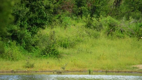 African Elephant Bull enters frame 24sec Stock Footage 73441257