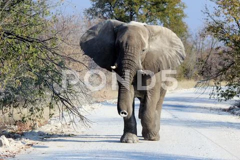 African elephant bull in etosha wildlife reserve Stock Photos