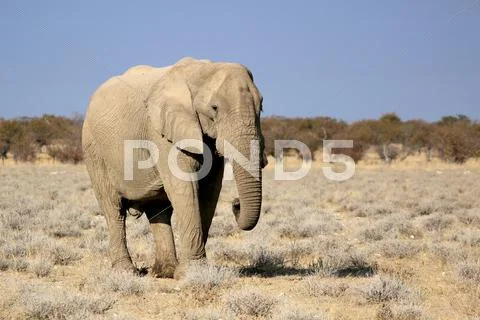 African elephant bull in etosha wildlife reserve Stock Photos