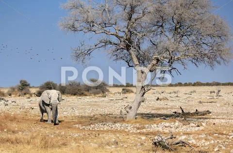 African elephant bull in etosha wildlife reserve Stock Photos