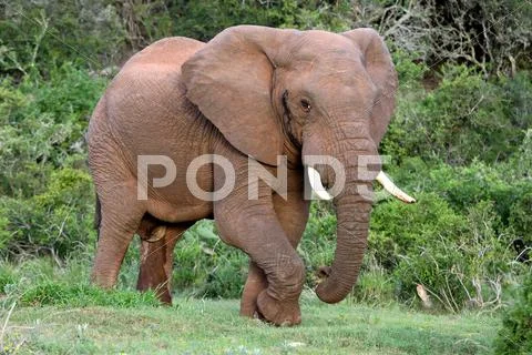 African Elephant Bull Stock Photos