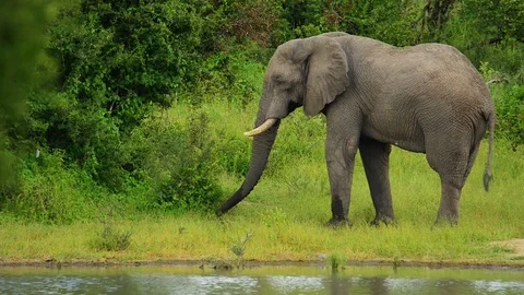 African Elephant Bull profile eating 21sec Stock Footage 73441209