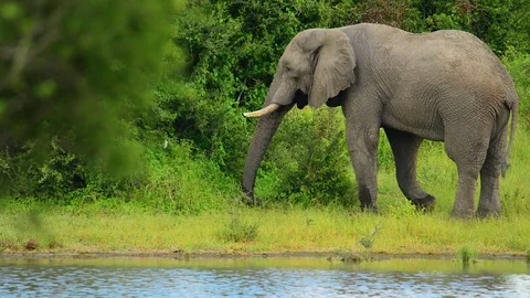 African Elephant Bull profile eating 24sec Stock Footage 73441260