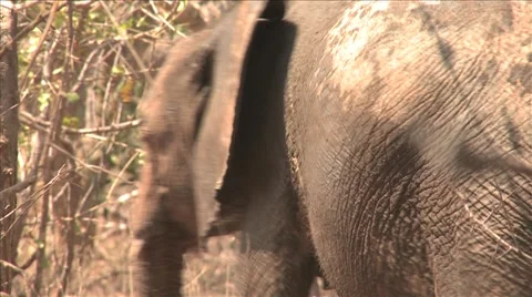 African elephant in the bush Video stock 49999669